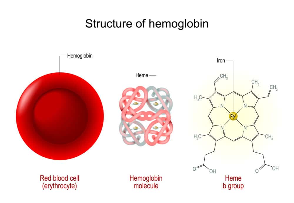 Hemoglobin (Hb)-FemineaLab