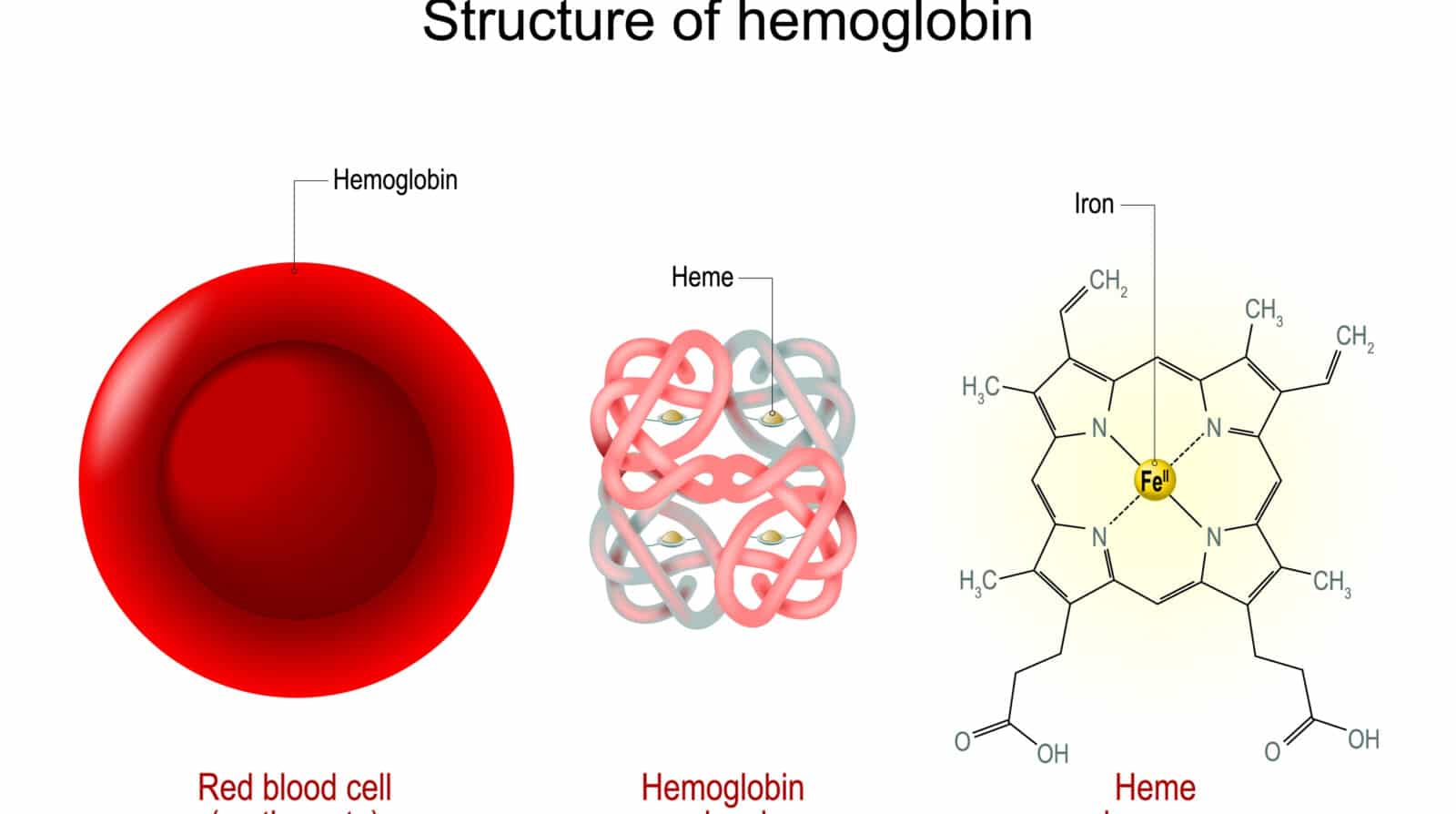 Hemoglobin (Hb)-FemineaLab